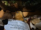 Ganz  Webkinz Plush Dog Lot Of 3 Sealed Codes With Tags