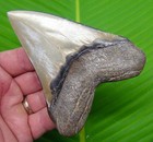 4 32    Megalodon Shark Tooth Real Fossil No Restorations Sharks Teeth
