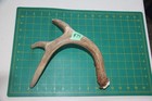 Xxlarge Branched Deer Antler Dog Chew  74   Bone Chews Deer Elk Treats Deer 1102