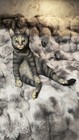Very Rare Life Size Cat Statue Glass Eyes Vintage Creations By Carole Duncan 