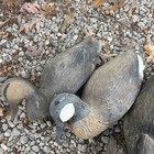 Flambeau Duck Decoys Set Of 13 Usa