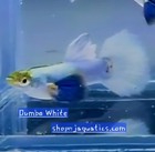 Vip Dumbo White Guppy Fish Rare New Line High Quality - 1 Trio 1m 2f Usa Seller
