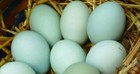6   Fertilized Araucana Chicken  Hatching Eggs  Blue green Layers 