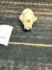 Real Xl Mink Skull Unique Gift Craft Animal Mount Art Model Head Voodoo Decor