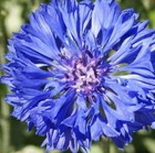 500  Blue Cornflower Seeds   fresh Seeds     free Shipping  