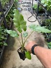 Alocasia -  portora  - Elephant Ear   Indoor outdoor Tropical Plant - Cold Hardy