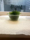Sold Out     Subwassertang - Live Aquarium Plant - Shrimp fish Fry Cover 