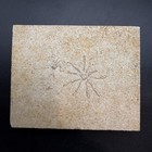 Crinoid Fossil Saccacoma Germany Floating Crinoid Fossil 3 2    X 3 9   