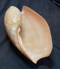 Volutidae Cymbium Glans 189 0mm M bour  Senegal 2015 Nice Size 