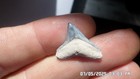 Rare Bv Blue Bull Shark Tooth Smiley Face Fossil Sharks Teeth Megalodon Era Gem