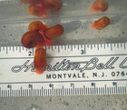 7  Live Red Ramshorn Snails - Aquarium pond Cleanup - Algae Eating