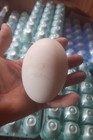 Available Now 5   1 Extra Fancy Breeds Geese Hatching Eggs 