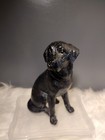 Vintage Black Labrador Statue