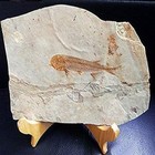 Zonzxcv Real Lycoptera Fish Fossil     150m-year-old Paleontology Specimen China