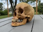 Vintage Human Skull Medical Model Plastic Replica Full Size Anatomical Skeleton