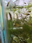 Tadpole Madtom Catfish 