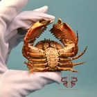 Crab Specimen Mursia Trispinosa  Museum-quality Taxidermy   Display Box