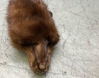 Brown Four Piece Mink Fur Pelts