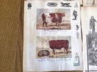 Scraps  Cards And Chromo Prints - 12 Loose Victorian Album Scrapbook Pages  b 