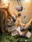 Belgian Malinois  Hangs From Rearview Mirror