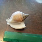 Strombus Canarium  Beautiful Pattern   A Must Have For Any Shell Collector