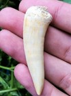 Enchodus Tooth Real Fossil Extinct Giant Fish Ancestor Shark Sabertooth Herring