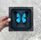 Real Blue Butterfly Gift Taxidermy Insect In Frame Entomology Wall Art Decor