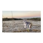 Montana The Song Dog Realistic Coyote Decoy With 3d Moving Tail