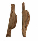 Carolina Praying Mantis 2 Egg Cases 100 - 400 Babies With Hatching Habita