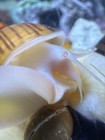 Guaranteed Live Mystery Snails