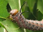 Pink-striped Oakworm  saturniidae  Anisota Virginiensis  - Live Cocoon