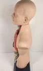 Discovery Planet Human Torso - Anatomy Teaching Aid - Complete