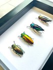 4 X Jewel Beetle Collection Buprestidae Deep Box Frame Display Case Insect Bug