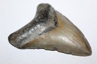 Megalodon Shark Tooth Fossil No Repair Natural 3 91  Huge Commercial Grade