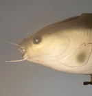 Vintage Singing Cool Cat Fish 2000 Gemmy Corp  Works   Wall Mounted Singing Fish