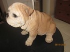 White English Bulldog 1984   Sandicast Sculpture