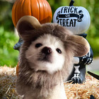 Pet Halloween Costume Cat Lion Mane Wig Halloween Outfit Small Dog Lion Hat