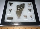 Megalodon Era Shark Teeth Collection Framed Labeled Fossil Shark Tooth Lot 