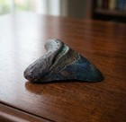 Megalodon Stone Shark Tooth Fossil 5  Huge Shark Teeth Meglodon