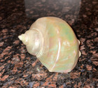 Rare Vintage Large Iridescent Pearl Marmoratus Satin Turbo Seashell Beach  4 5 