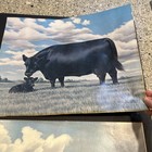 Artist F  C  Murphy 1983  Two Black Angus Prints  American Angus Association