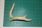 Small Branched Deer Antler Dog Chew  6   Bone Chews Deer Elk Treats Deer 207