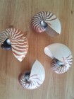 Chambered Nautilus Shells