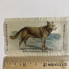 Dingo Dog Breed Australian Wild Cains Tobacco Silks Perfection Cigarettes C 1910
