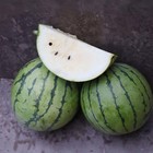 Cream Of Saskatchewan Watermelon Seeds   8 - 12 Lbs   Free Shipping   1048