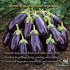 Florida Market Eggplant Seeds     Heirloom Purple  Heat Tolerant  High Yield