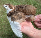 55  Rare Colors Coturnix Quail Hatching Eggs Npip Ai Free