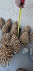 Largest Pinecones In The World - Coulter Pinecones - 8-14   With Tons Of Girth 