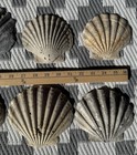 12 Fossilized Giant Scallop Shells   Measuring 4 5 - 6        5 Million Yrs Old 