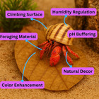 Hermit Crab Tank Accessories     10 Pcs 6  Indian Almond Catappa Leaves  Natural